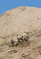 Two young black-tailed prairie marmot (Cynomys Ludovicianus)