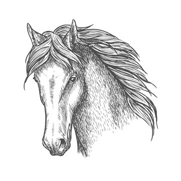 Purebred horse head sketch for equine sport design