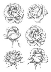 Blooming rose flowers and buds sketches