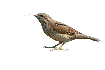 Eurasian wryneck bird