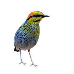 Blue Pitta bird