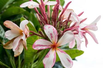 Obraz premium plumeria flowers