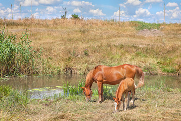 mother and child horses grazing at the meadow