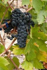 Fototapeta premium Bunch of grapes