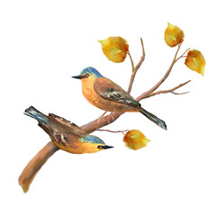 Birds Watercolor Illustration