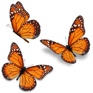 Butterfly Images – Browse 1,332,338 Stock Photos, Vectors, and Video ...