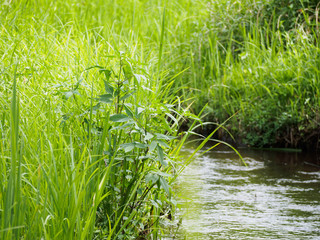 夏草の間を流れる小川 １
