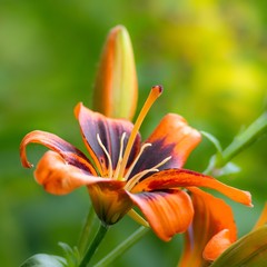 Orangefarbene Lilien / Orange lilies