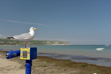 Seagull on telescope, Swanage Bay, Dorset