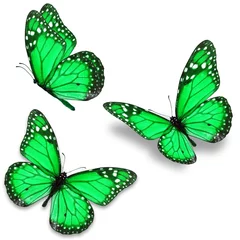 Crédence de cuisine en verre imprimé Papillon green butterfly
