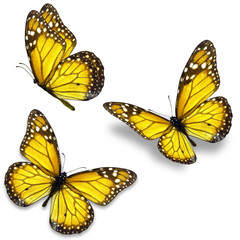 Fototapeta premium yellow butterfly