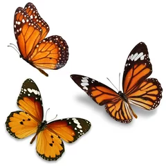 Fotobehang Vlinder Drie monarchvlinders