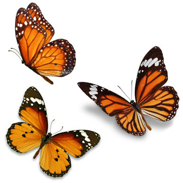 Fototapeta Three monarch butterfly