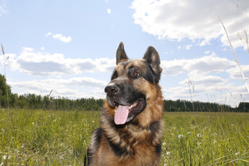 Dog german shepherd on the field in summer day