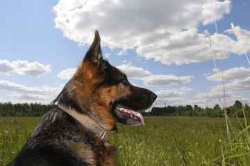 Dog german shepherd on the field in summer day