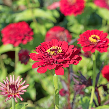 Zinnien, Zinnia, Bl&uuml;ten