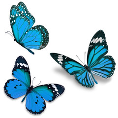 Fototapeta na wymiar Three blue butterfly