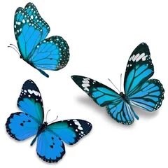 Papier Peint photo Lavable Papillon Three blue butterfly