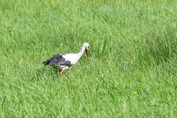 Storch im hohem Gras