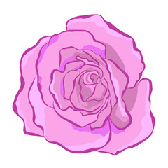 Lush beautiful purple rose. Vector illustration for print, website, cards, textiles