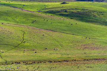 Fototapeta na wymiar Aerial view of animals grazing green grass on paddock pasture against blue sky. Cattle on the farm rural agriculture scene. Australian outback landscape on sunny day. Copy space