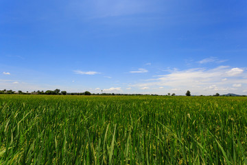 Rice farm with blue sky background.