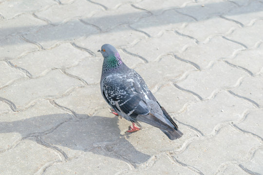 Pigeon walking on surface of the concrete slabs