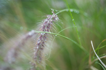 Water droplets on flora.