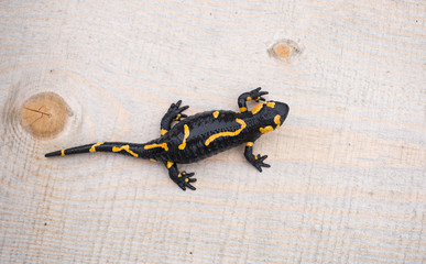 Beautiful fire salamander in the bright coloration in natural co