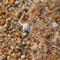 background from multi-colored cockleshells