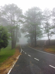 Fototapeta premium The forest landscape with mist