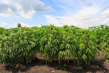 Cassava field with blue sky