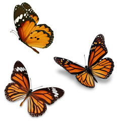 Obraz na płótnie Canvas Three monarch butterfly