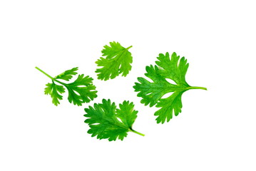 green coriander leaves closeup isolated on white background