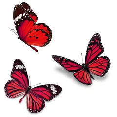 Crédence de cuisine en verre imprimé Papillon Three red butterfly
