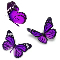 Crédence de cuisine en verre imprimé Papillon Three purple butterfly