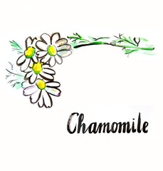 Watercolor white chamomile