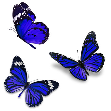 Three blue butterfly