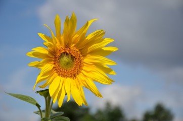 unkempt sunflower close up blue sky