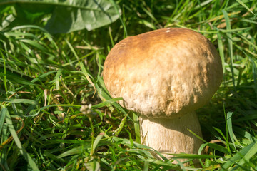 Porcini Mushrooms in Grass