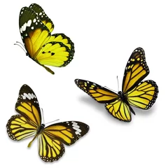 Papier Peint photo Lavable Papillon Three yellow butterfly