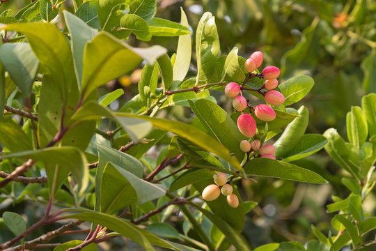 Red pink Crane berry fruit of Karonda plant grown in Thailand