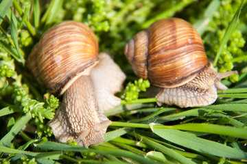 two snails are crawling in the green grass