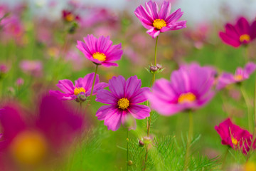 Fototapeta premium Cosmos flowers