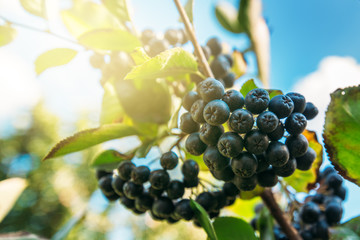 Fruitful ripe aronia berry fruit on the branch