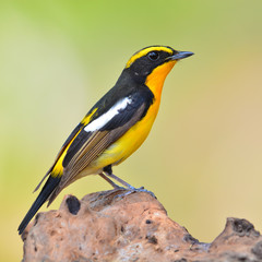 Narcissus Flycatcher bird