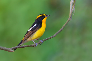 Narcissus Flycatcher bird