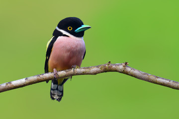 Black and yellow Broadbill bird
