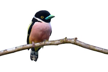 Black and yellow Broadbill bird