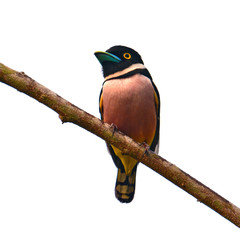 Black and yellow Broadbill bird